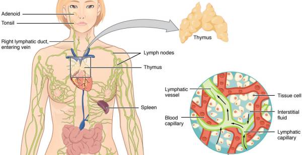 The Lymphatic System