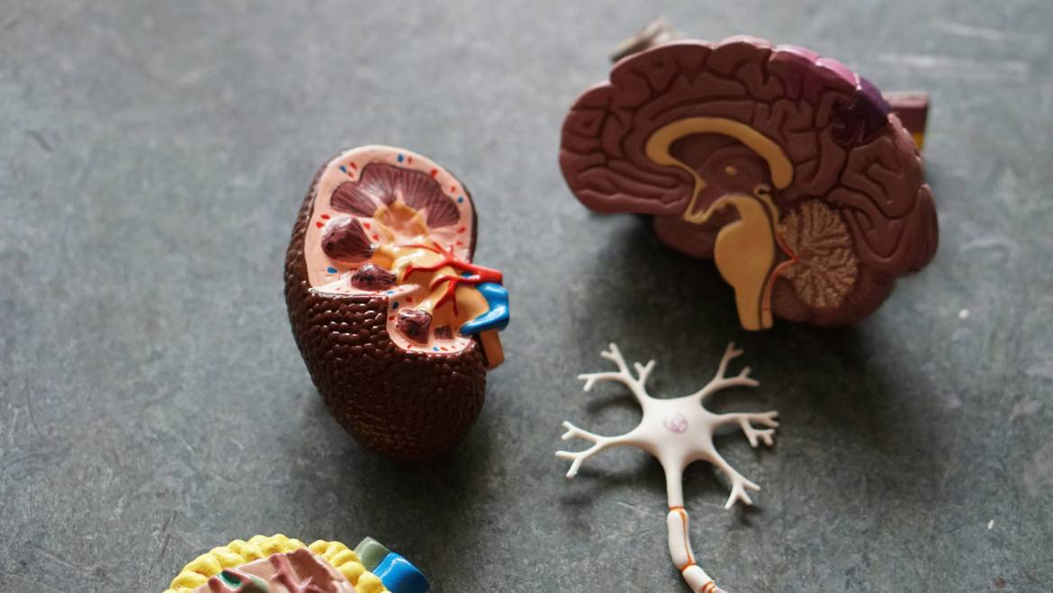 On World Alzheimer’s Prevention Day: Strategies to Support Long-Term Brain Health